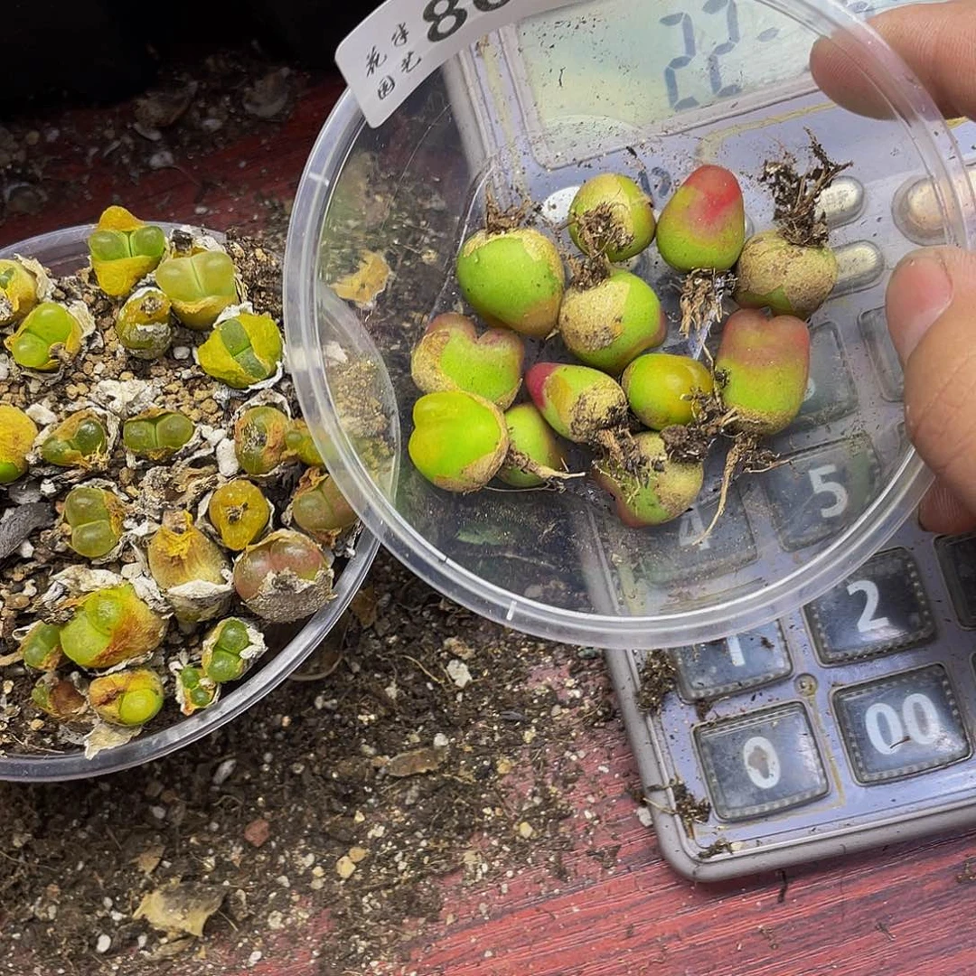 8050000000花花花花花花花