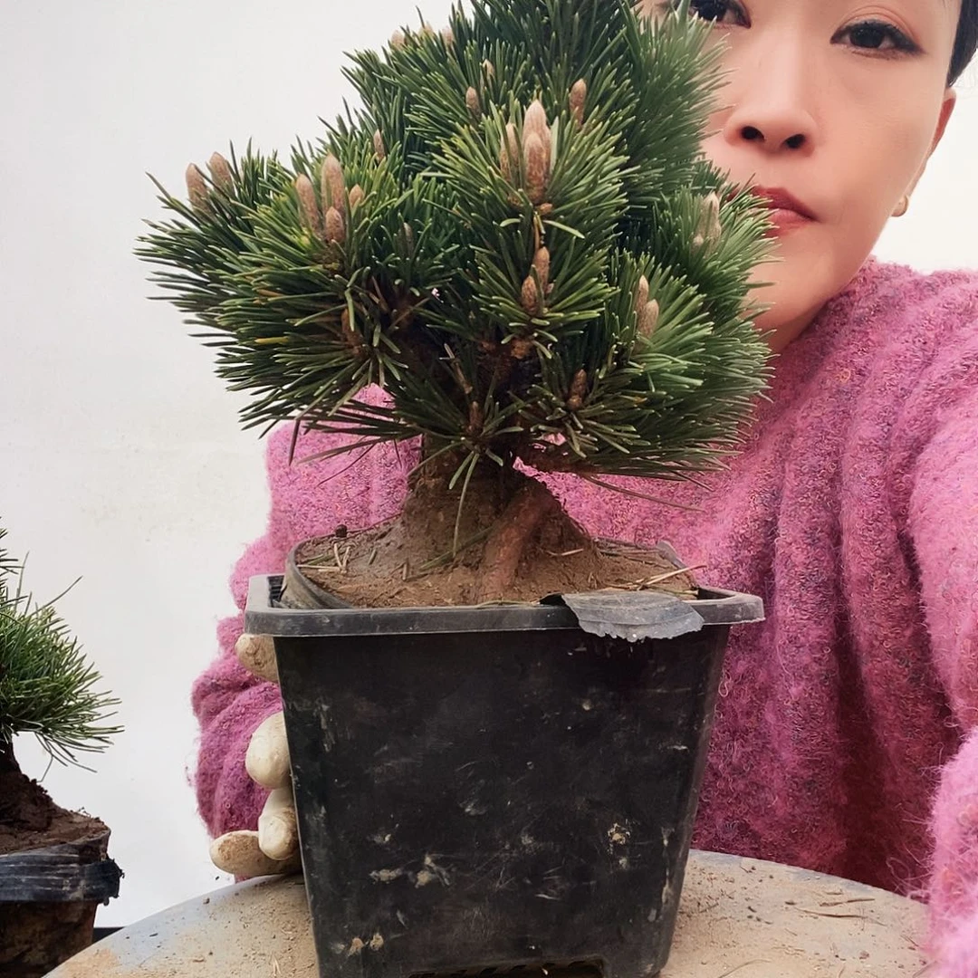 无花朵植物形态多年生草本