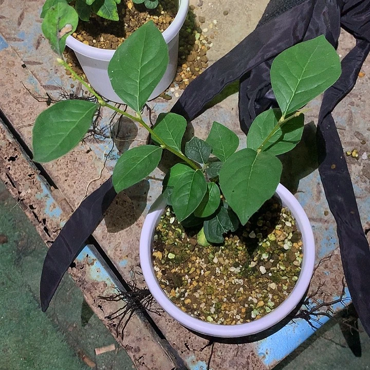 完全开放妙意根培88.88