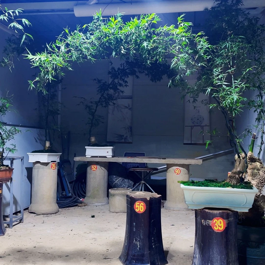 晋***饰无花朵小叶簕竹熟桩陶瓷盆一物一拍