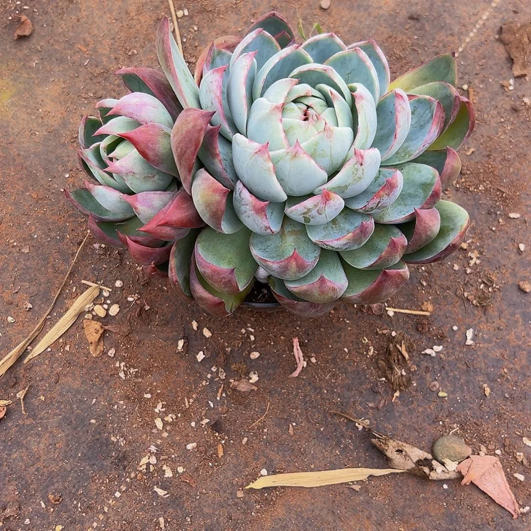 曦***洋好养活多肉植物惊鸿仙子
