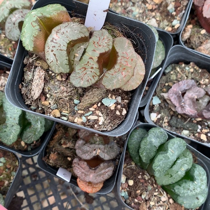 三武则天最，an lo l l l