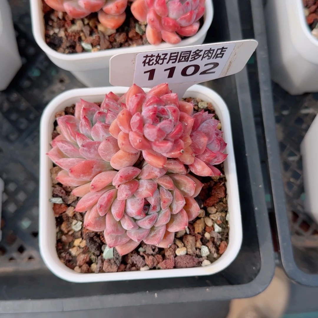 婷*多肉植物1102……………