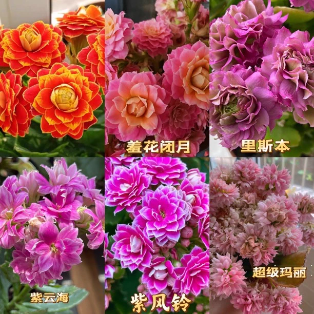 长寿花6个品种六个色包对版包对色