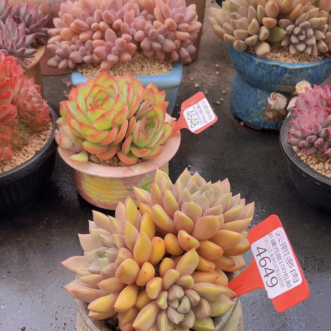 4649红象牙多肉植物