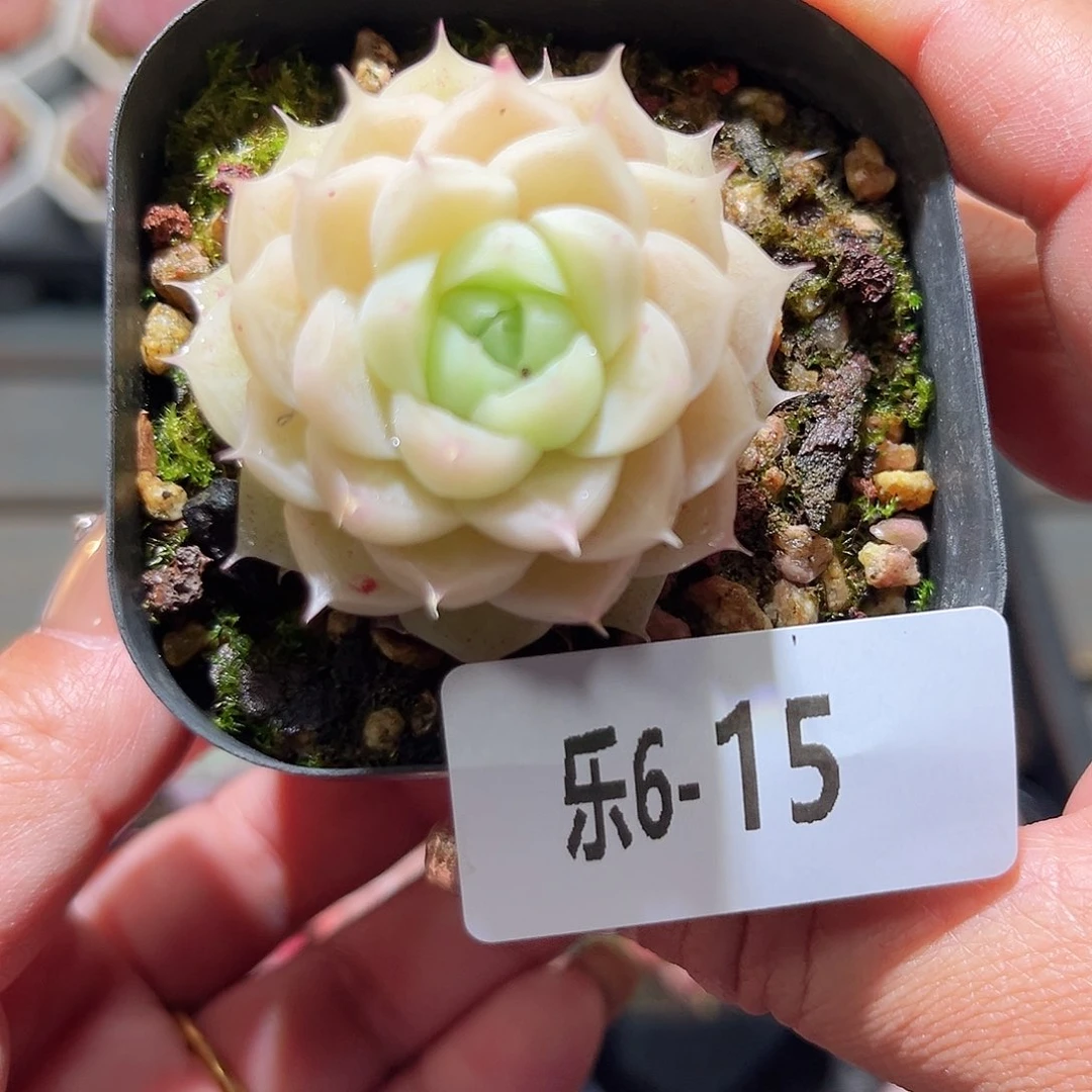 乐6-15 麦秆单头