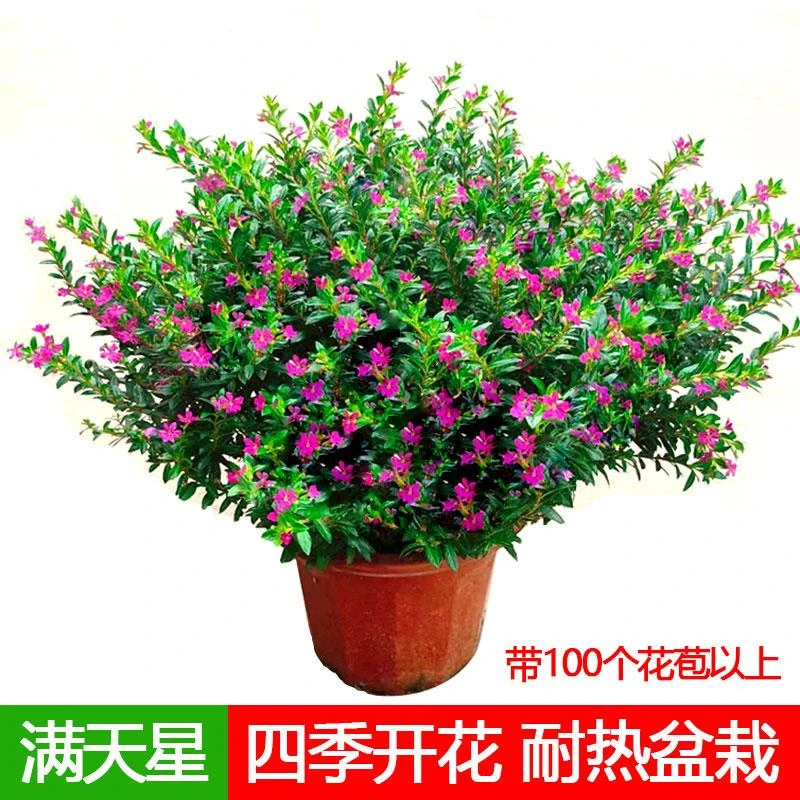 满天星小盆栽细叶带花苞植物室内外阳台庭院花卉市政花草鲜花开花