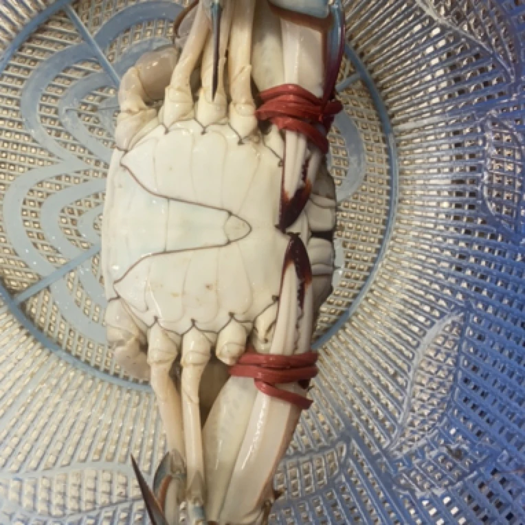 【今日特价】2斤公蟹160，运输途中可能会缺氧，包鲜不包活