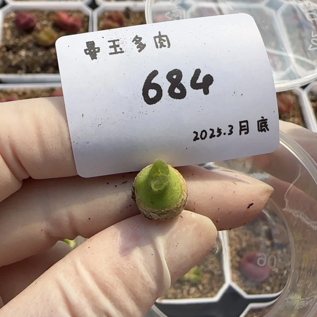 好****哦多肉多肉多肉3.30-684