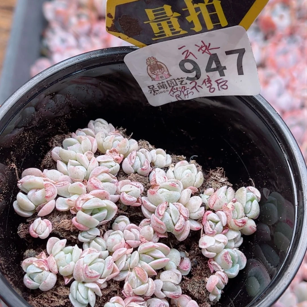 多肉植物多肉植物