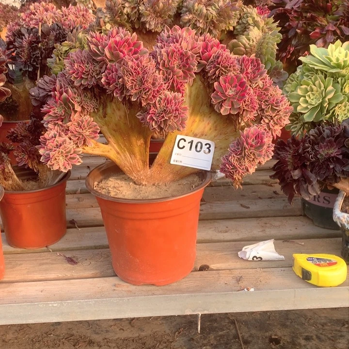 103粉女巫缀多肉大师