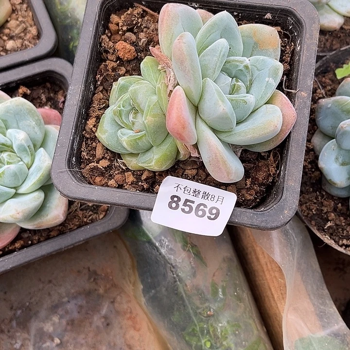 阿雅园艺。   8569