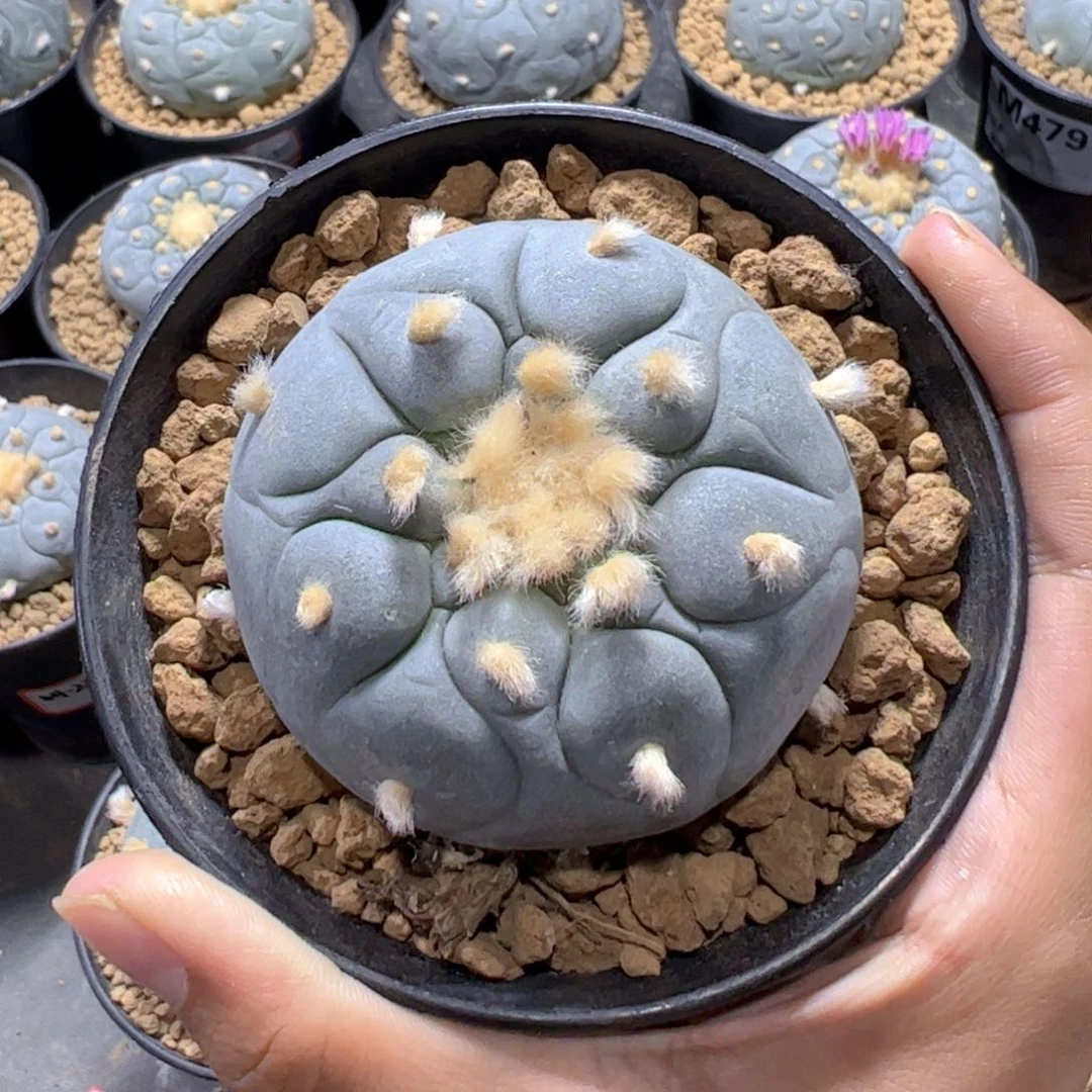 实生带盆H6gguvyhy