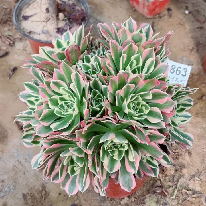 863白凤多肉植物