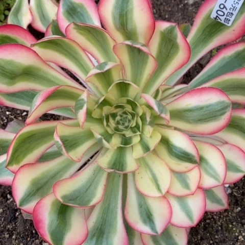 604爱丽丝满25包邮多肉