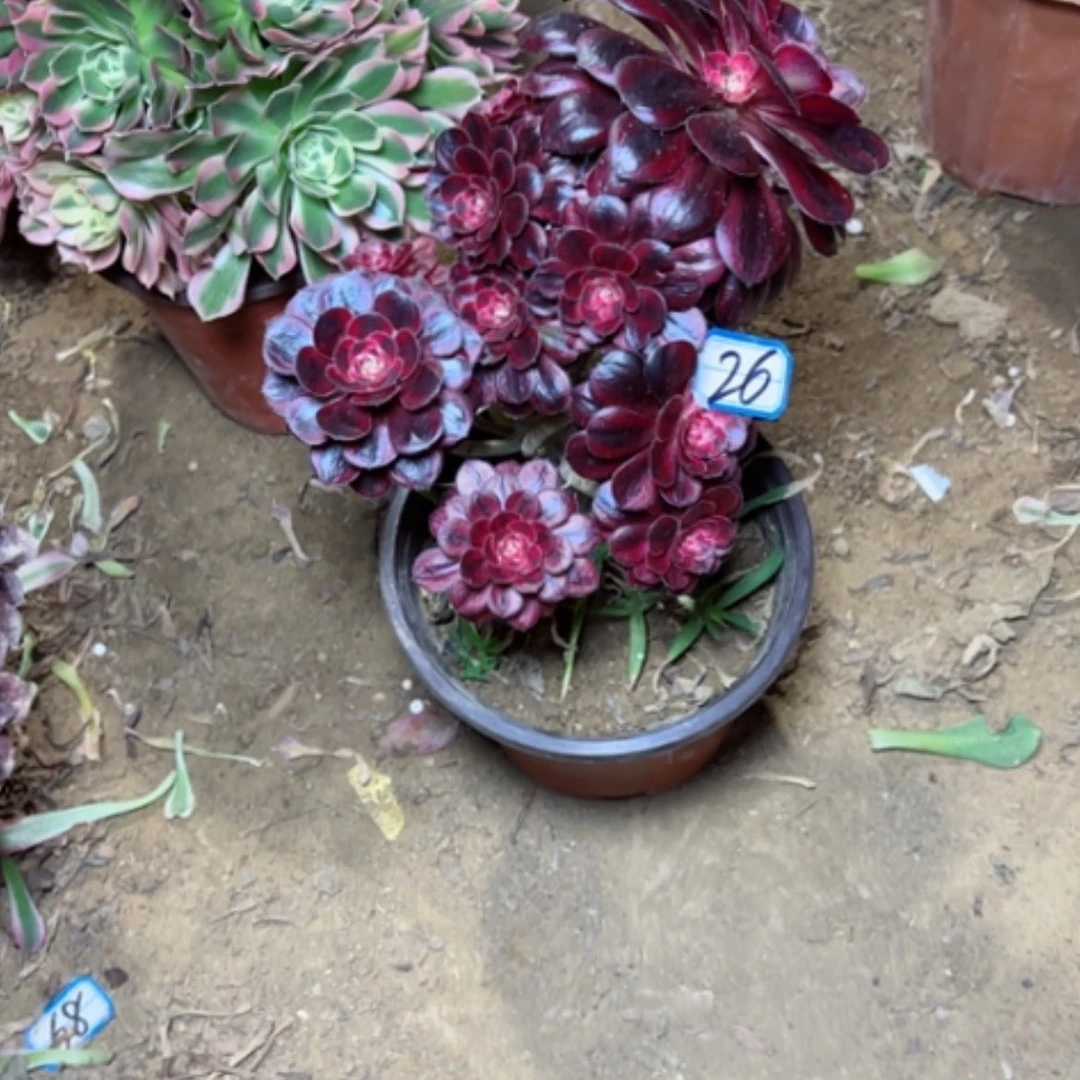 【闪购商品】昆****赛多肉植物妖桩不售后26