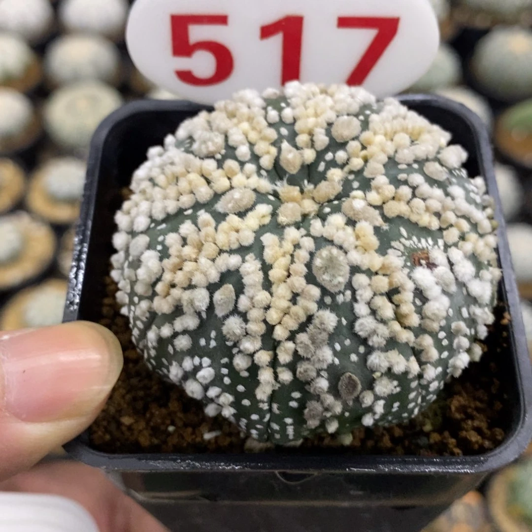 517海星花泉绒花园兜