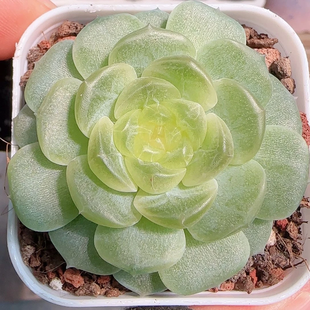 多肉1030--380无尽灯