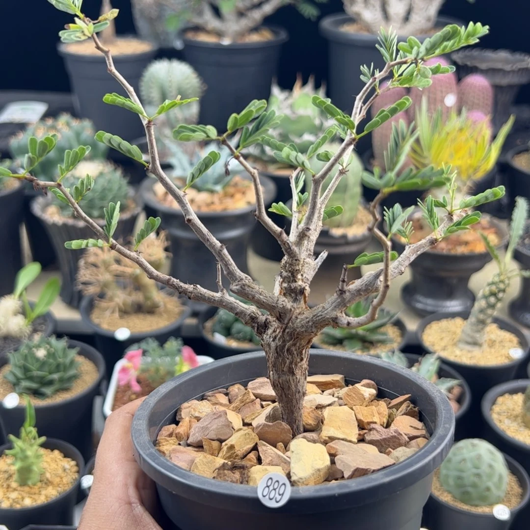 沙漠苏木实生一物一拍