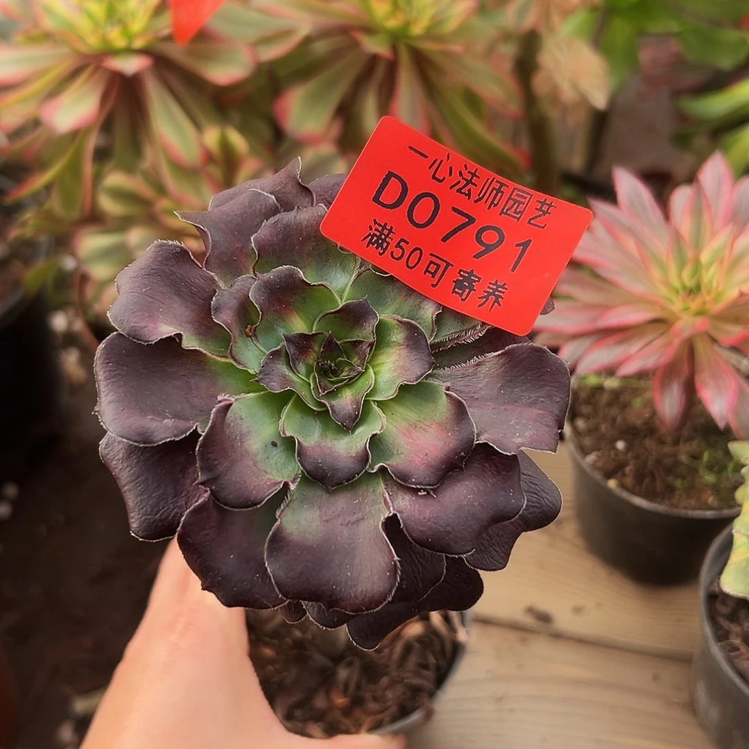 多肉植物多肉植物0791