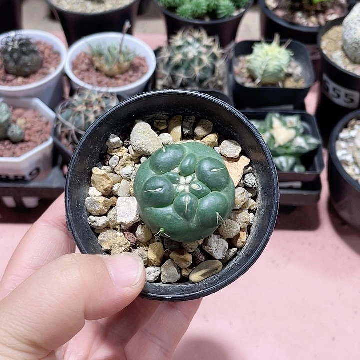 随***6596无刺象牙蜘蛛眼