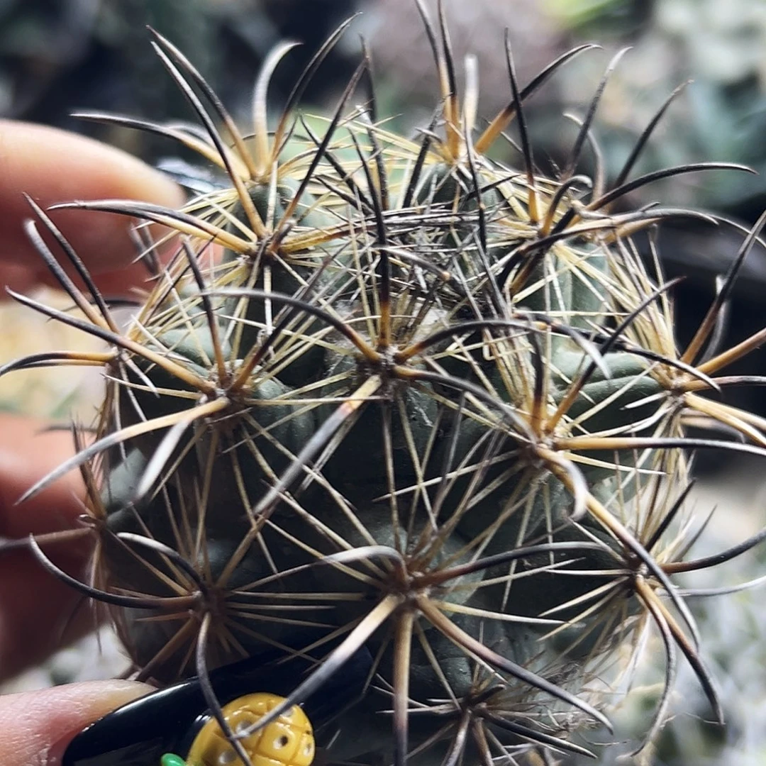 凤舞 有根仙人球66666666666