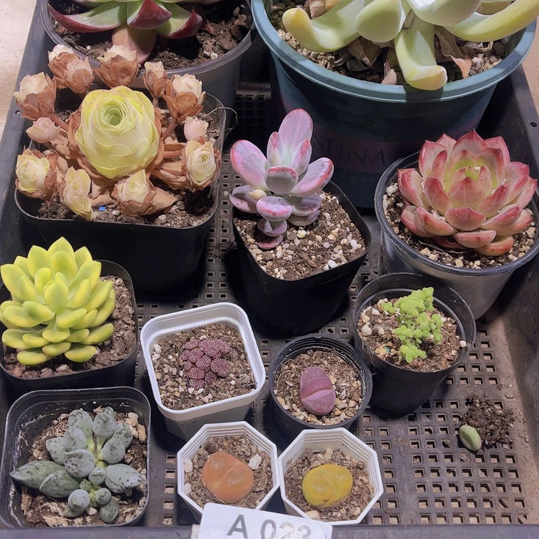 多肉023多肉植物1