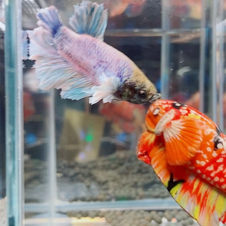 斗鱼黑331号绣球将军