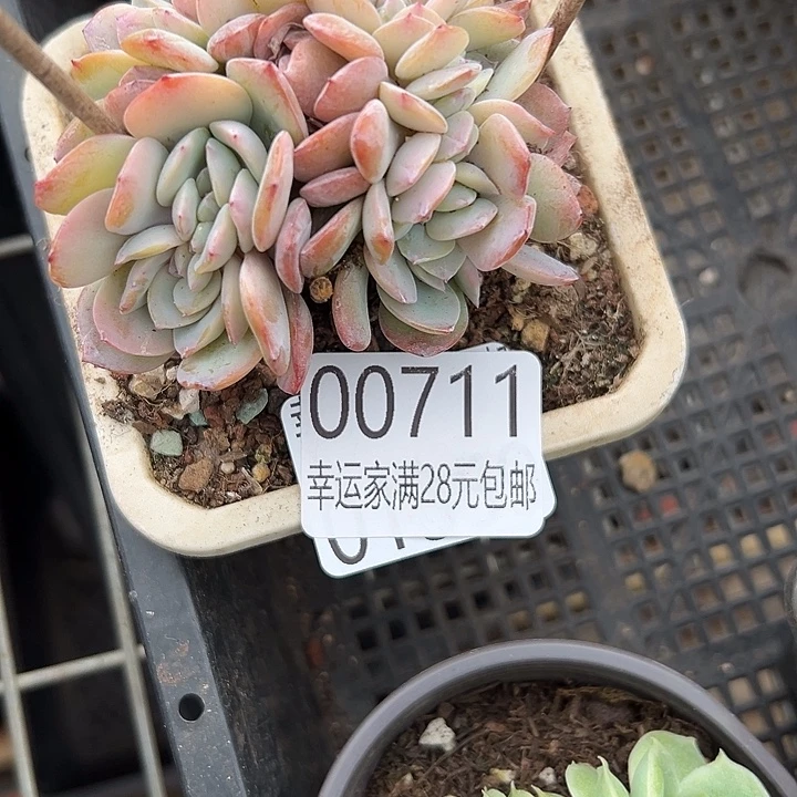 幸运儿是一位非常优秀且幸运