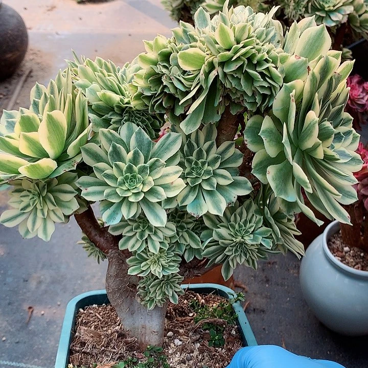 碧玉朵朵脱土发货啊
