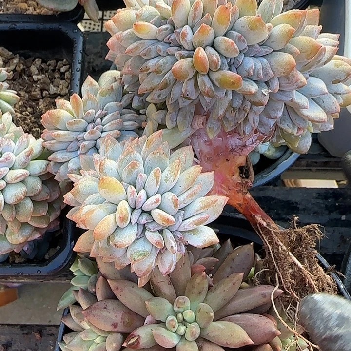 大***鱼青蛙王子儿童牙膏套装11