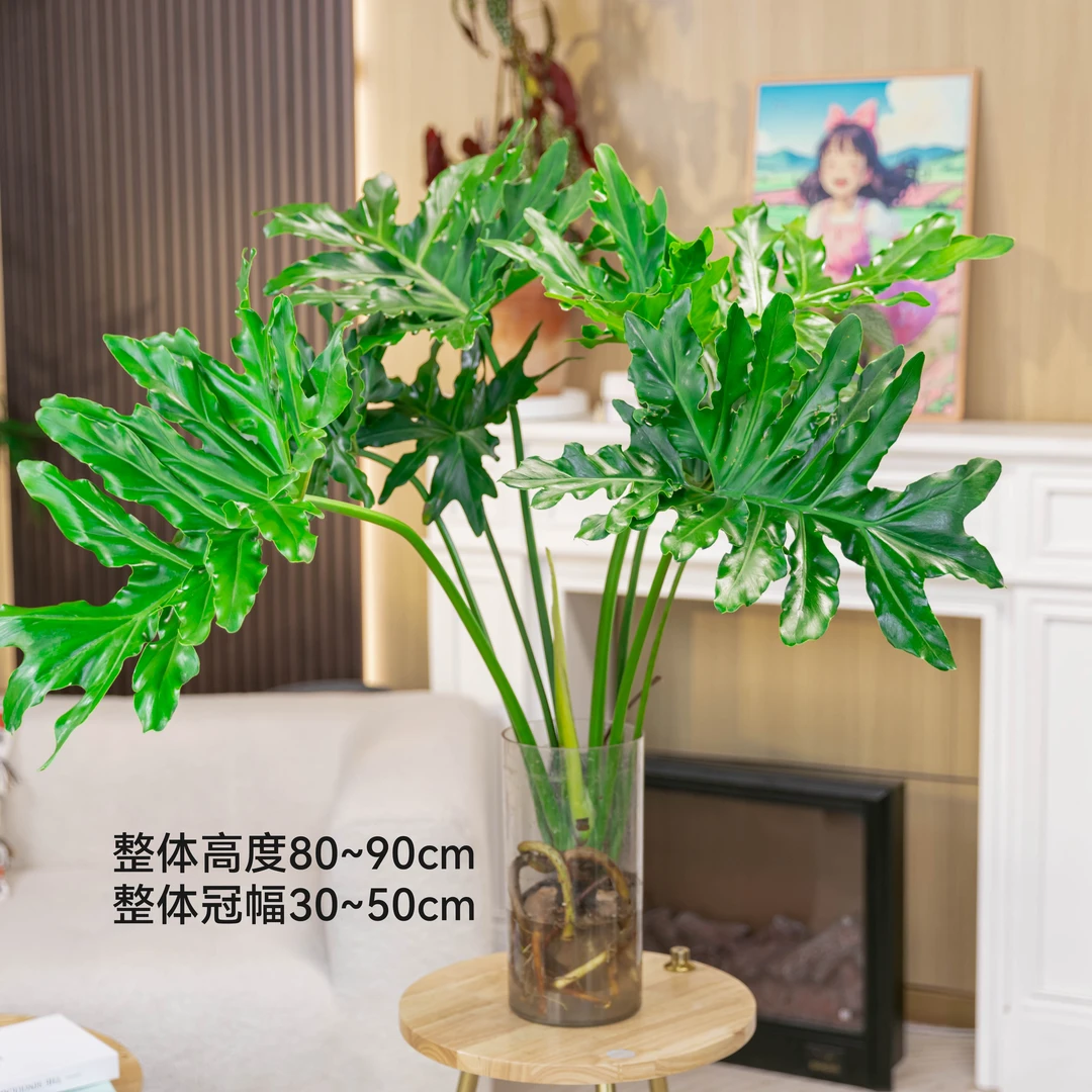 龙鳞春羽蔓绿绒水培绿植净化空气植物网红家居凉夏治愈摆件