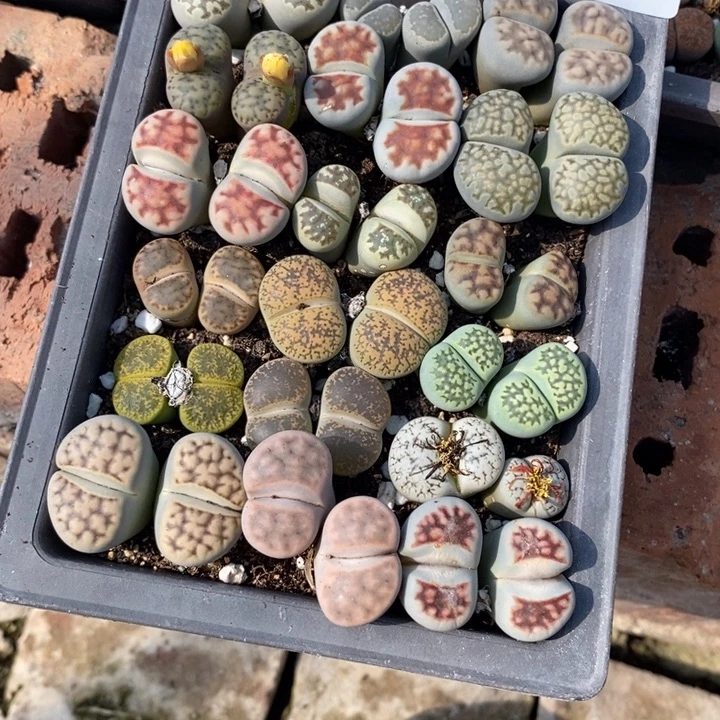 *****生石花等植物的生长431