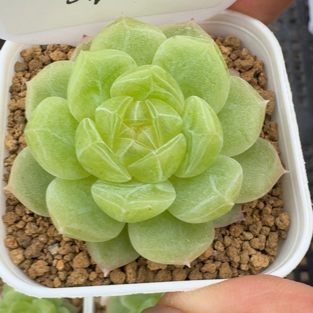 0705-03-3004玉露珍妮