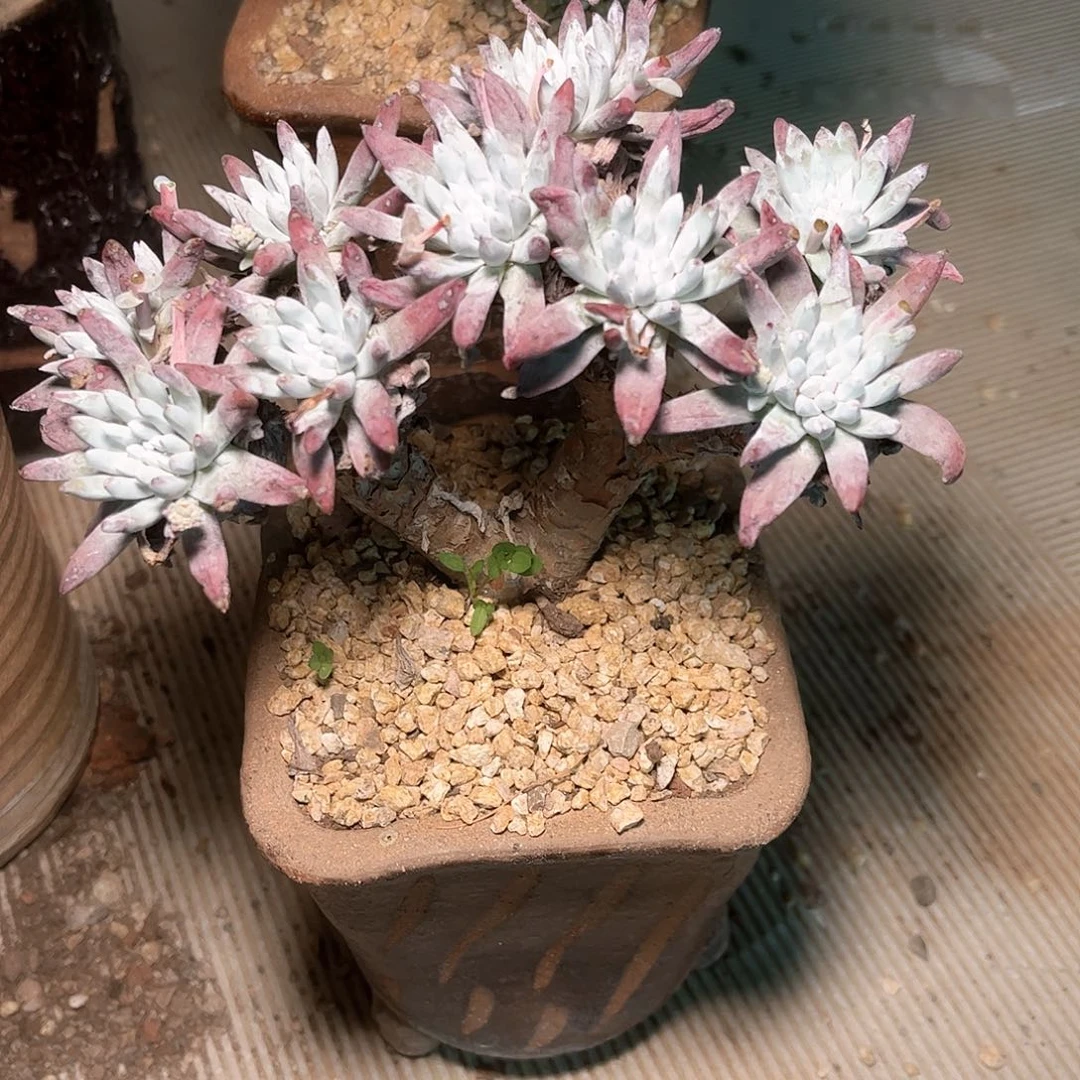 5139海瑟白菊仙女杯多肉