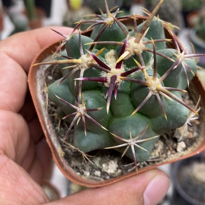 实生大红鹰特价植物