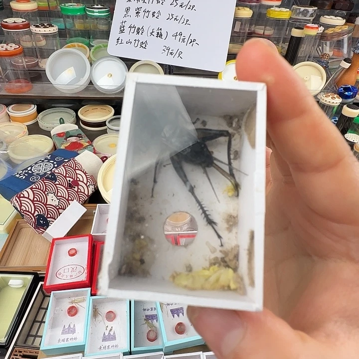 蟋蟀奥……油葫芦一只…………