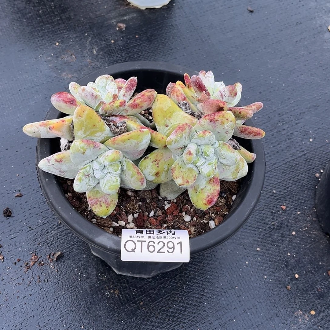 6298小鹿多肉一物一拍