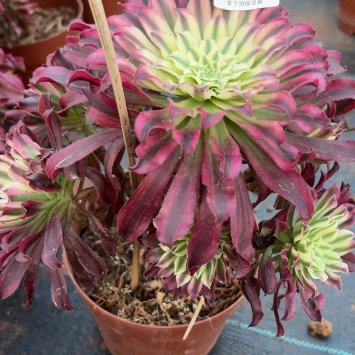 520多肉植物仙墨