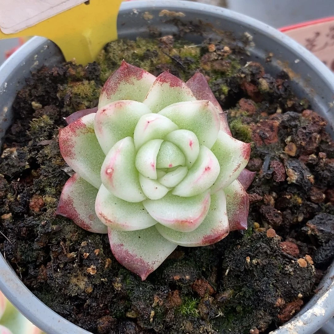 116特价哈哈哈哈哈哈哈