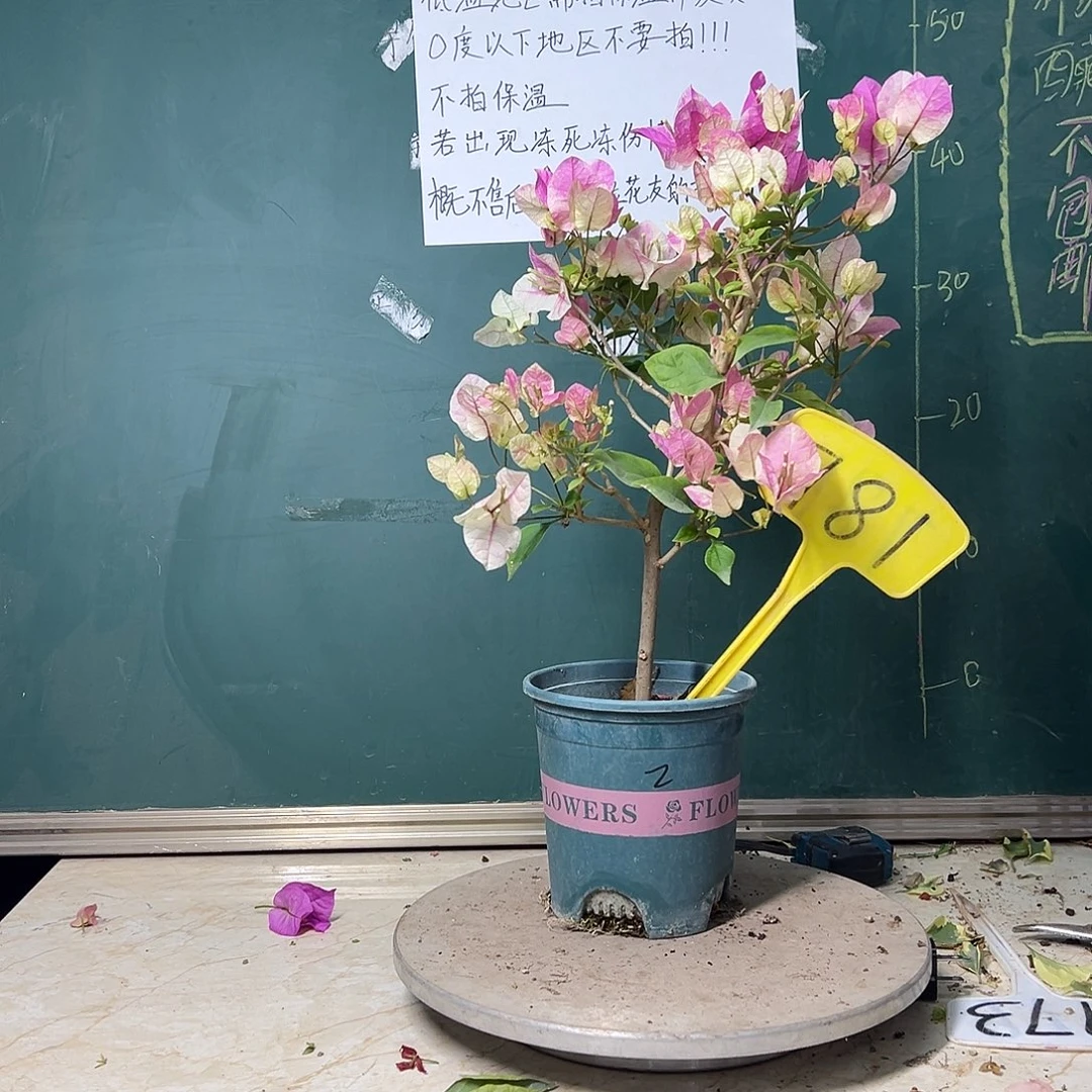 完全开放漳红樱 781