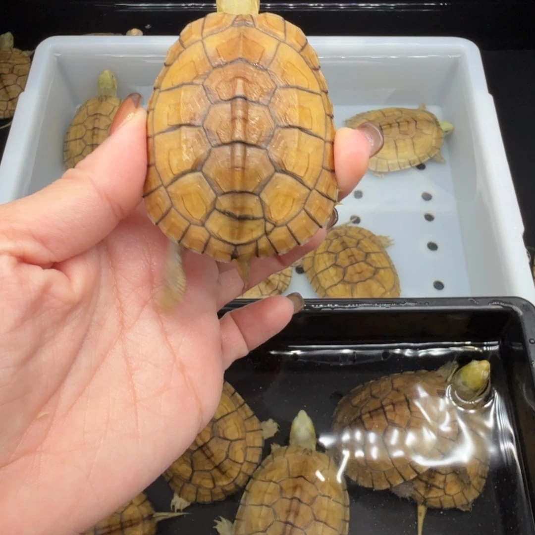 没***.绿毛龟母乌龟乌龟乌龟