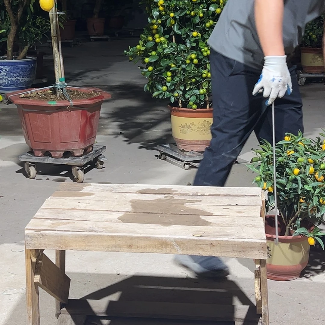 无花朵广东四季脆皮金桔