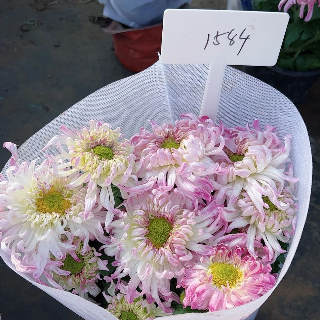 完全开放大花1584