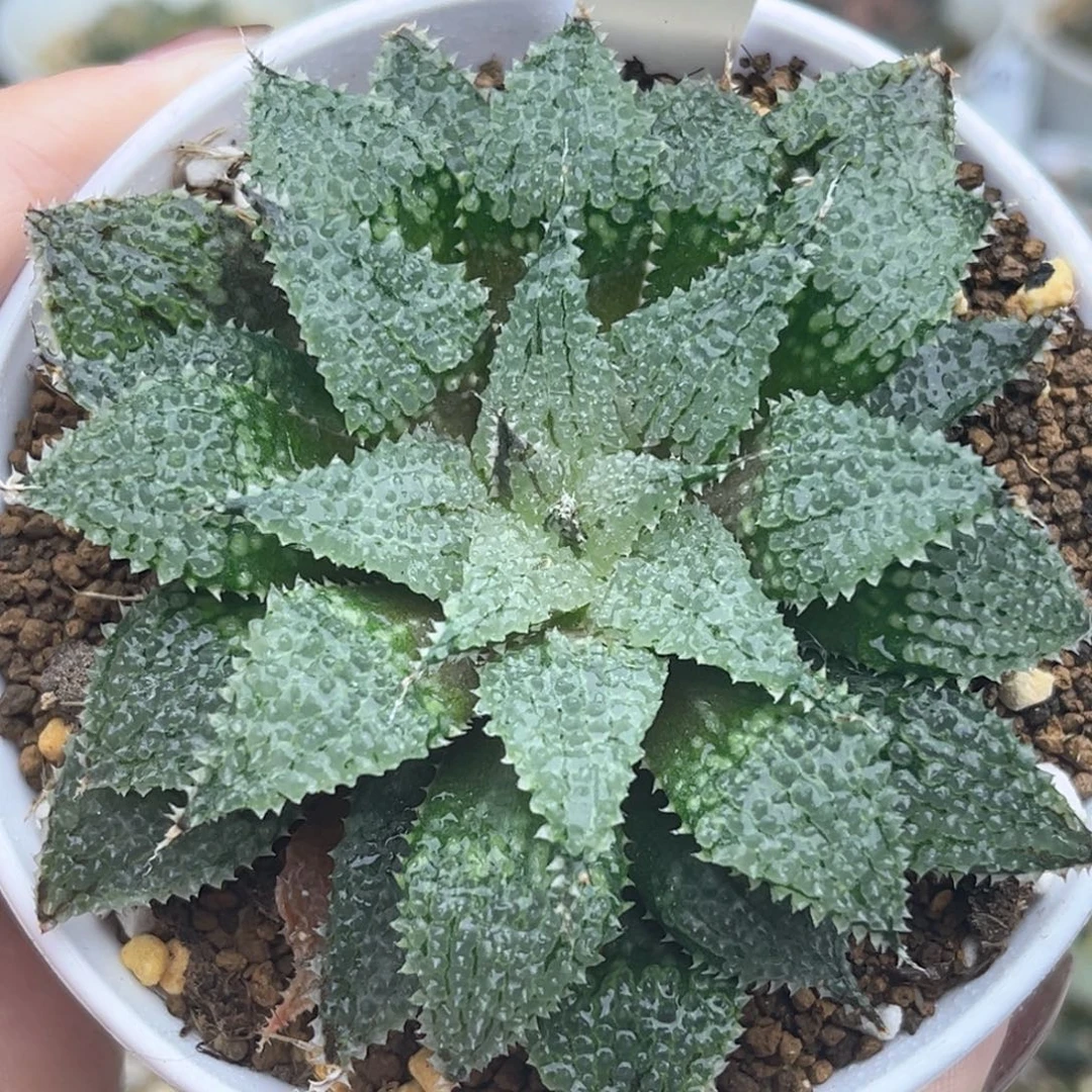 96莫瑞莎福利专场