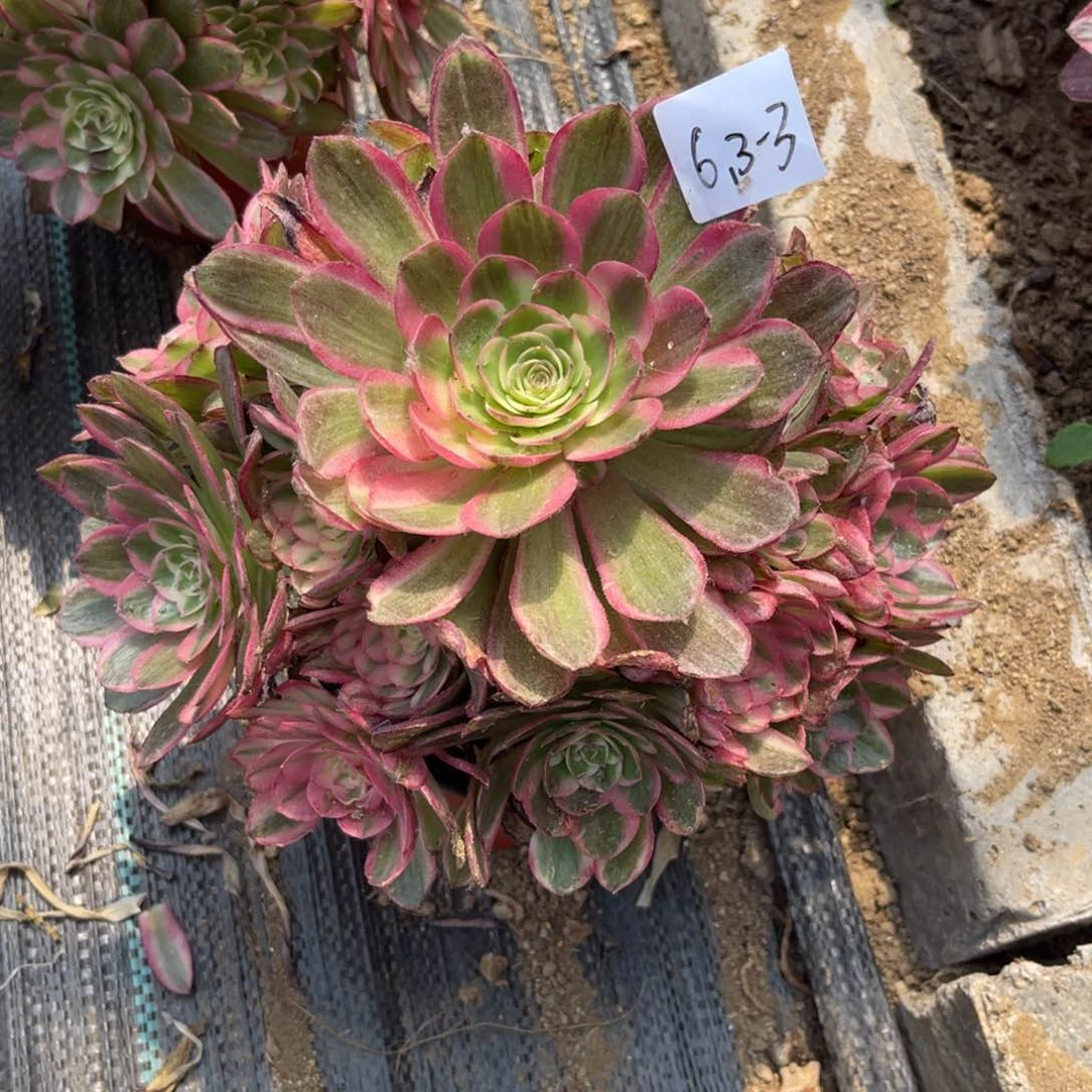 闲*居6-3-3半糖荔枝法师