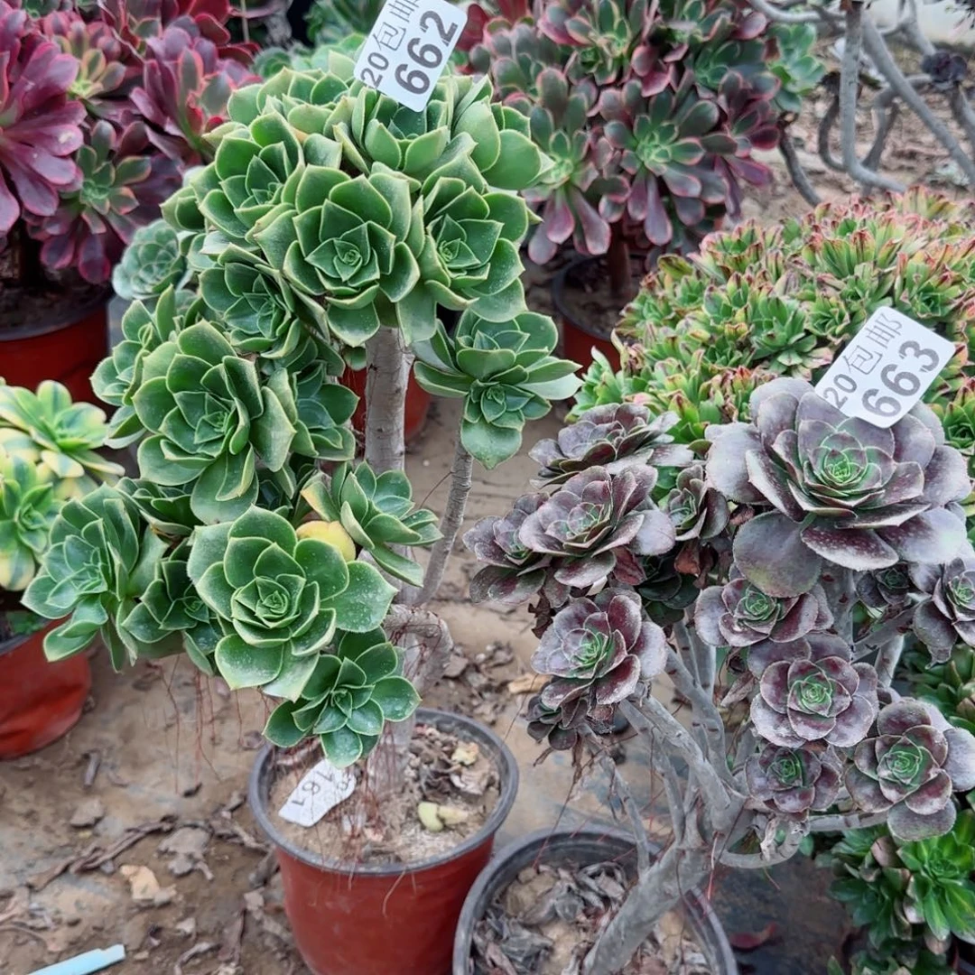 多肉662+663包邮断枝不包瑕疵