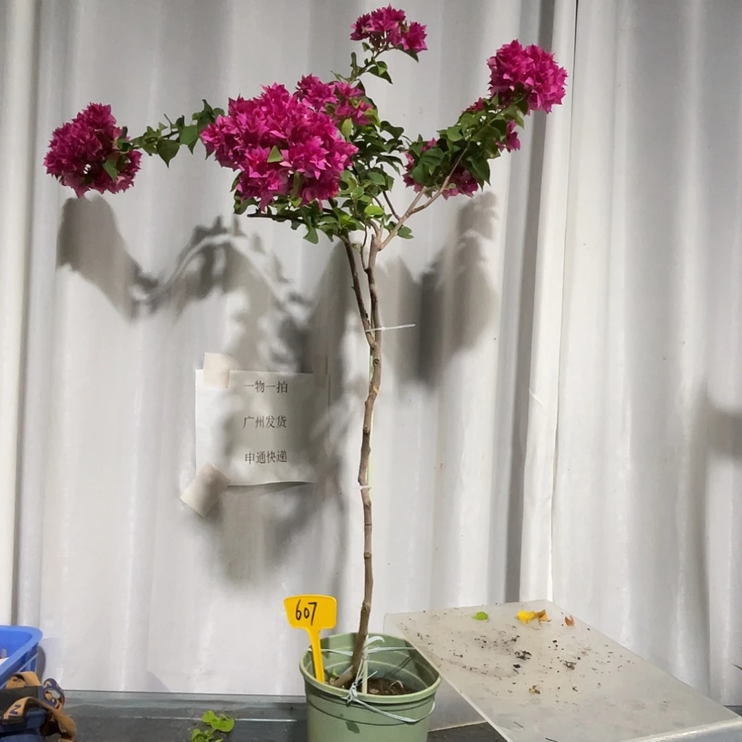 当前无花栽培后可以开花607重瓣红高飘