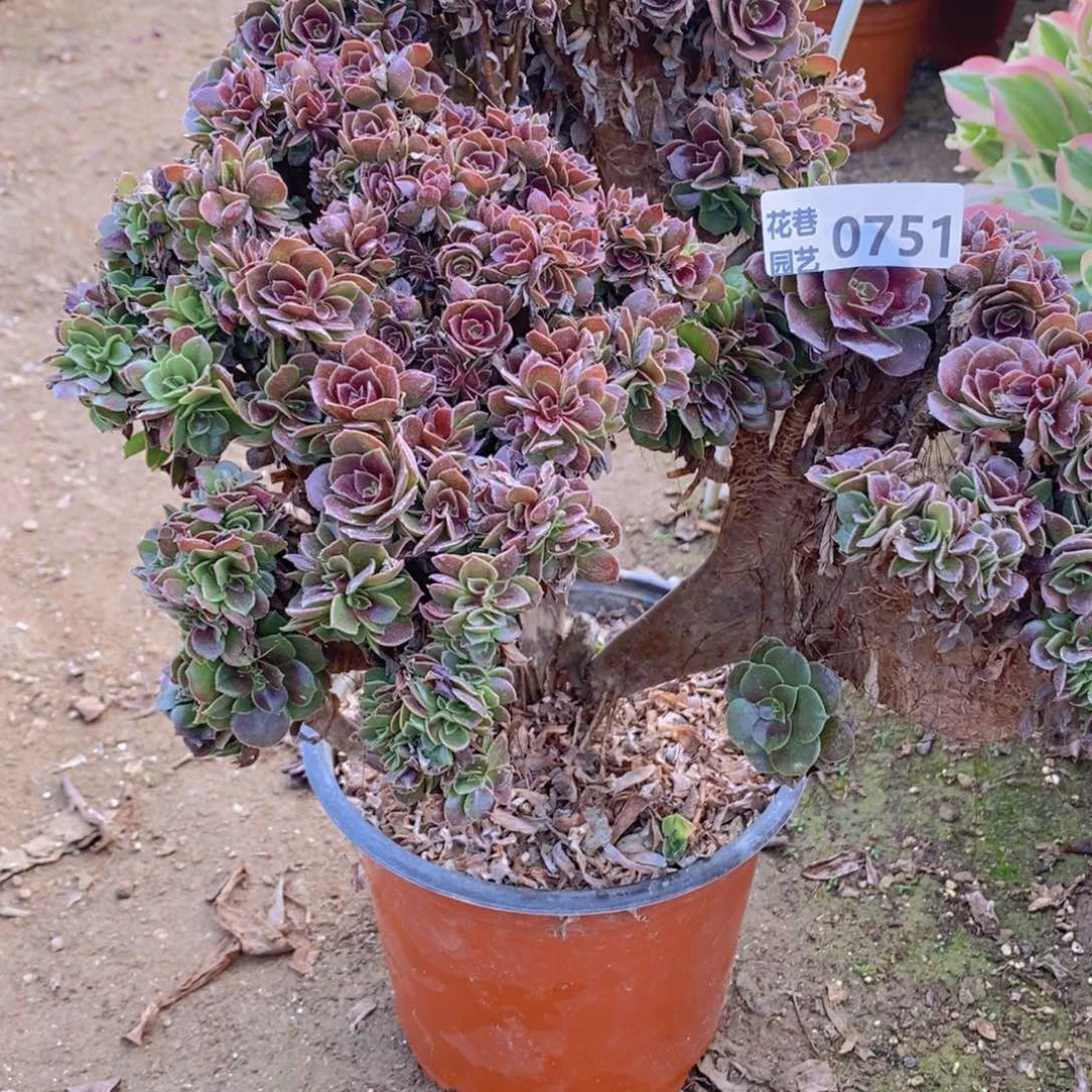 751 号一物一拍多肉植物