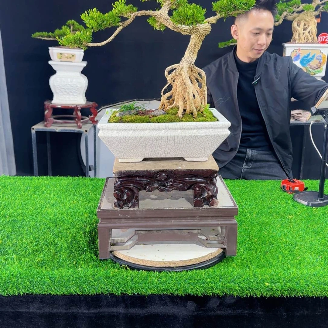 当前无花朵，栽培后可花朵